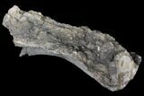 Sauropod Vertebra Section - Morrison Formation #120310-2